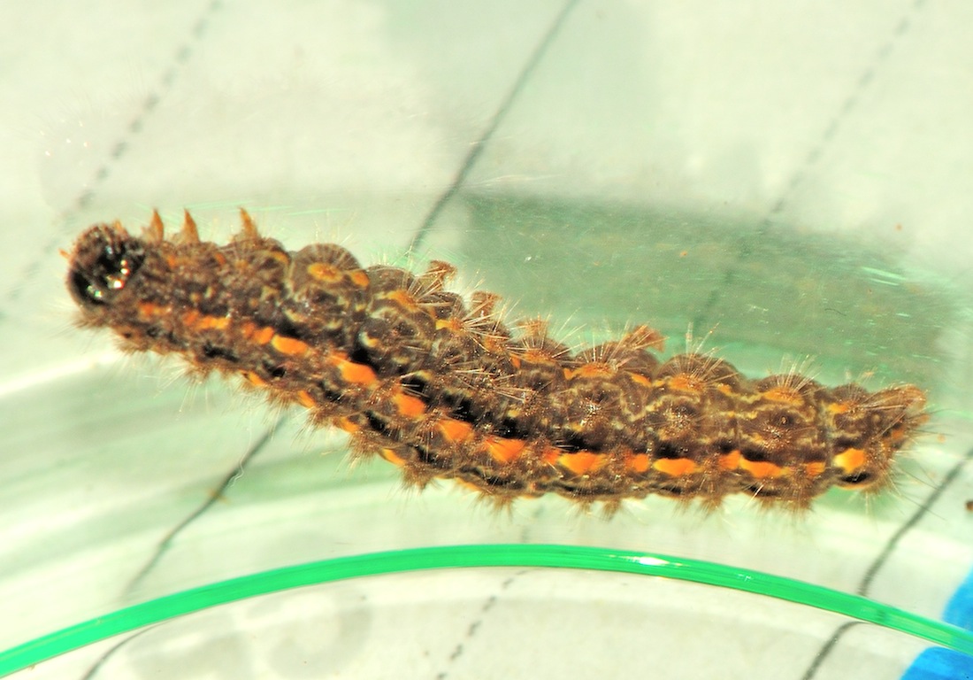 Larva di Eilema caniola